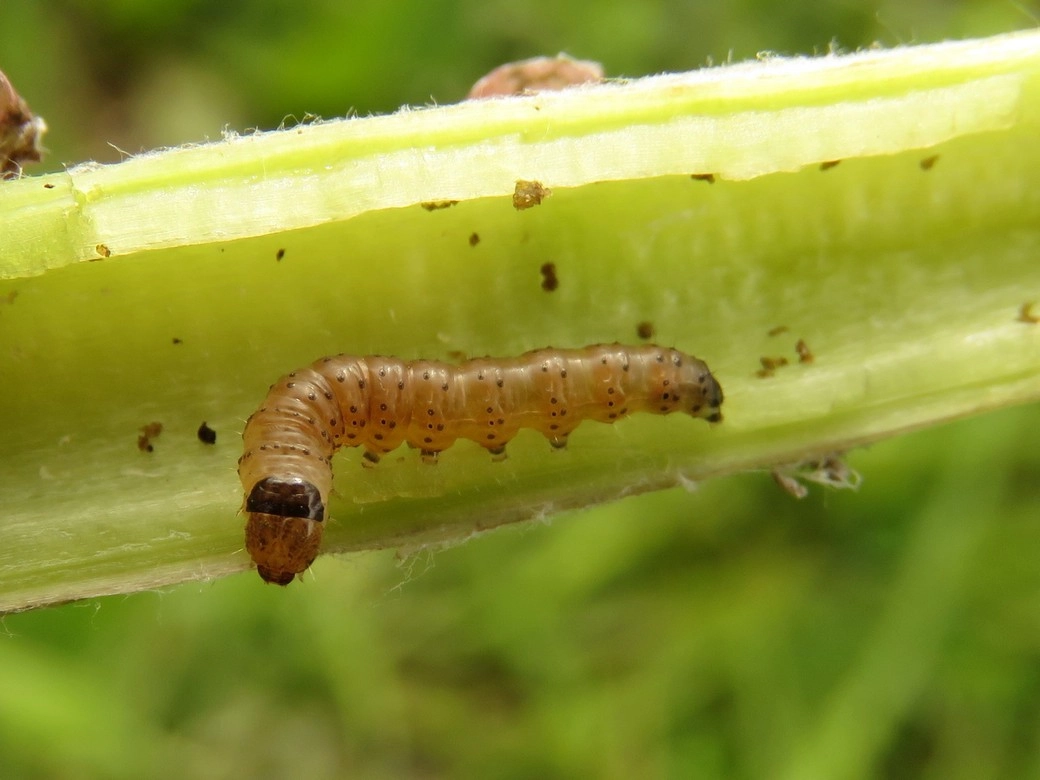 rups groot hoefbladboorder 1 Ruben Meert.jpg